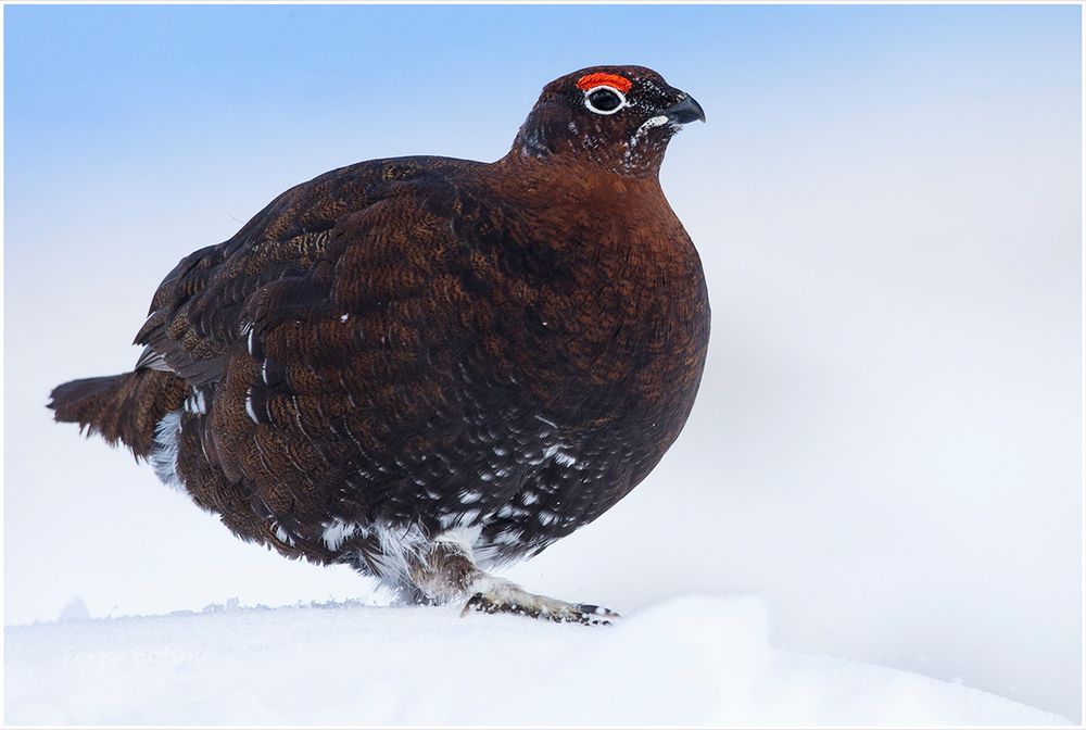 ... mal ein "ganzes" Moorschneehuhn