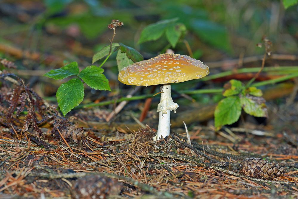 Mal ein Gelblicher Fliegenpilz