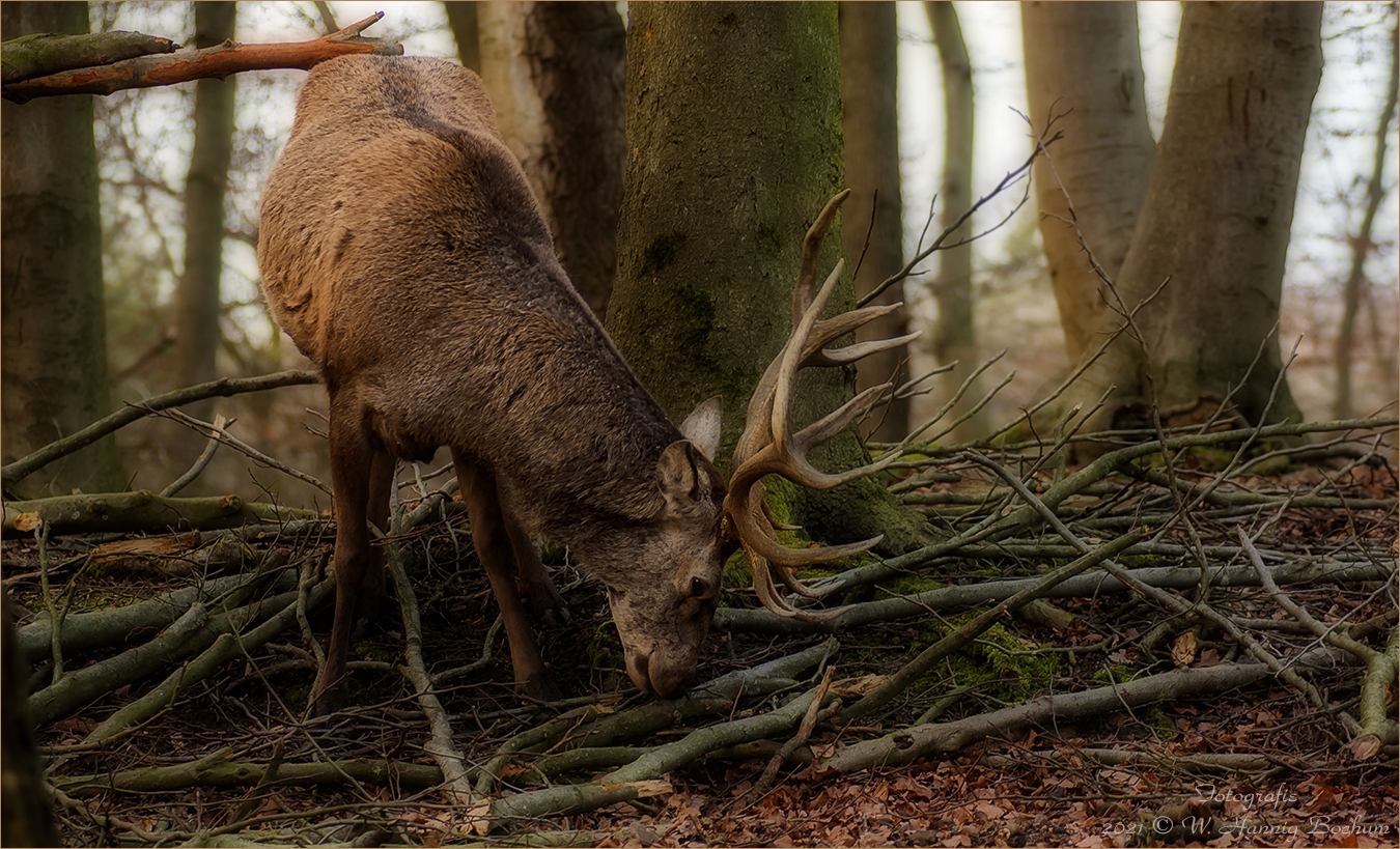 Mal ein Hirsch