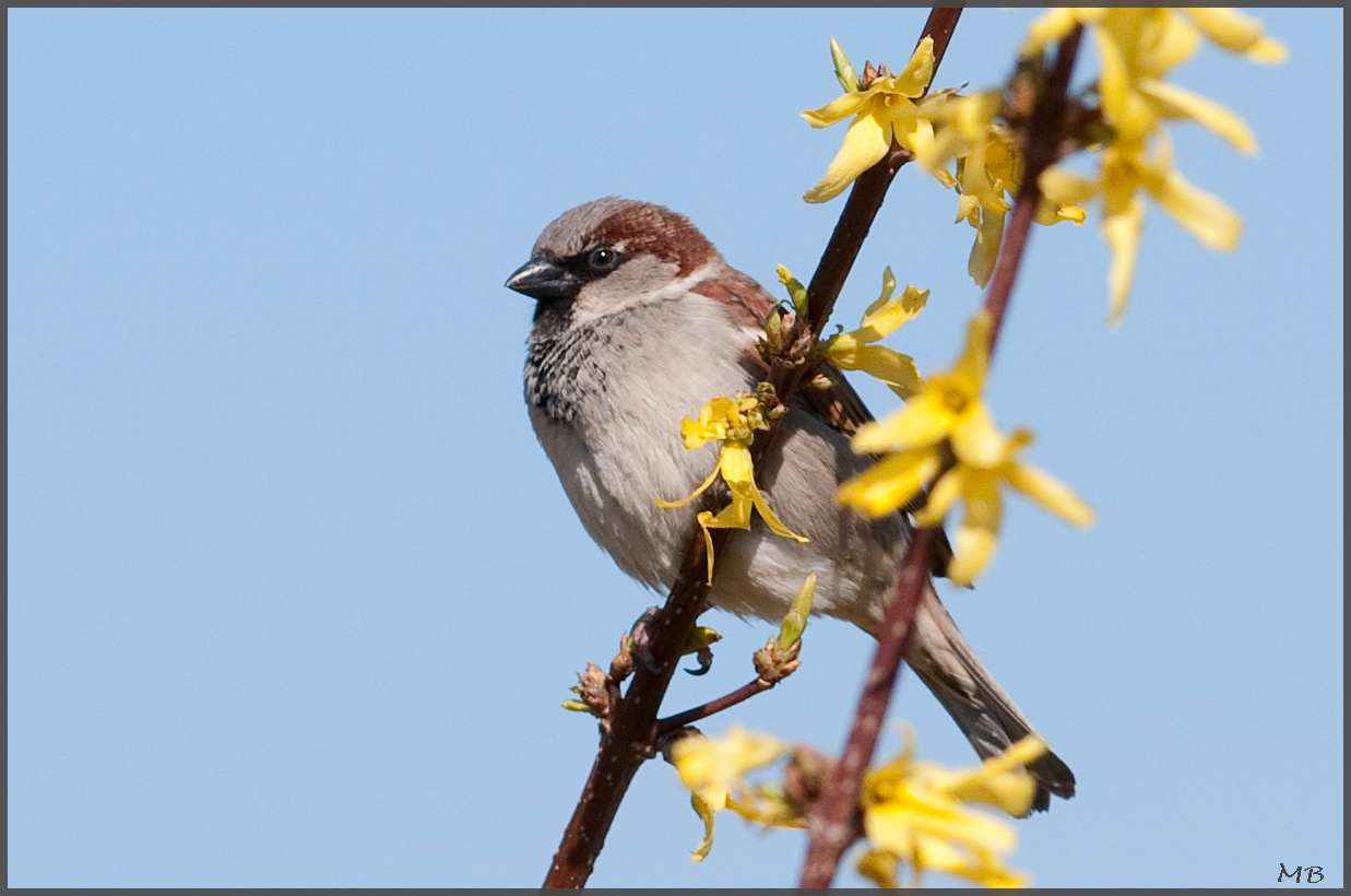 Mal ein kleiner Spatz....