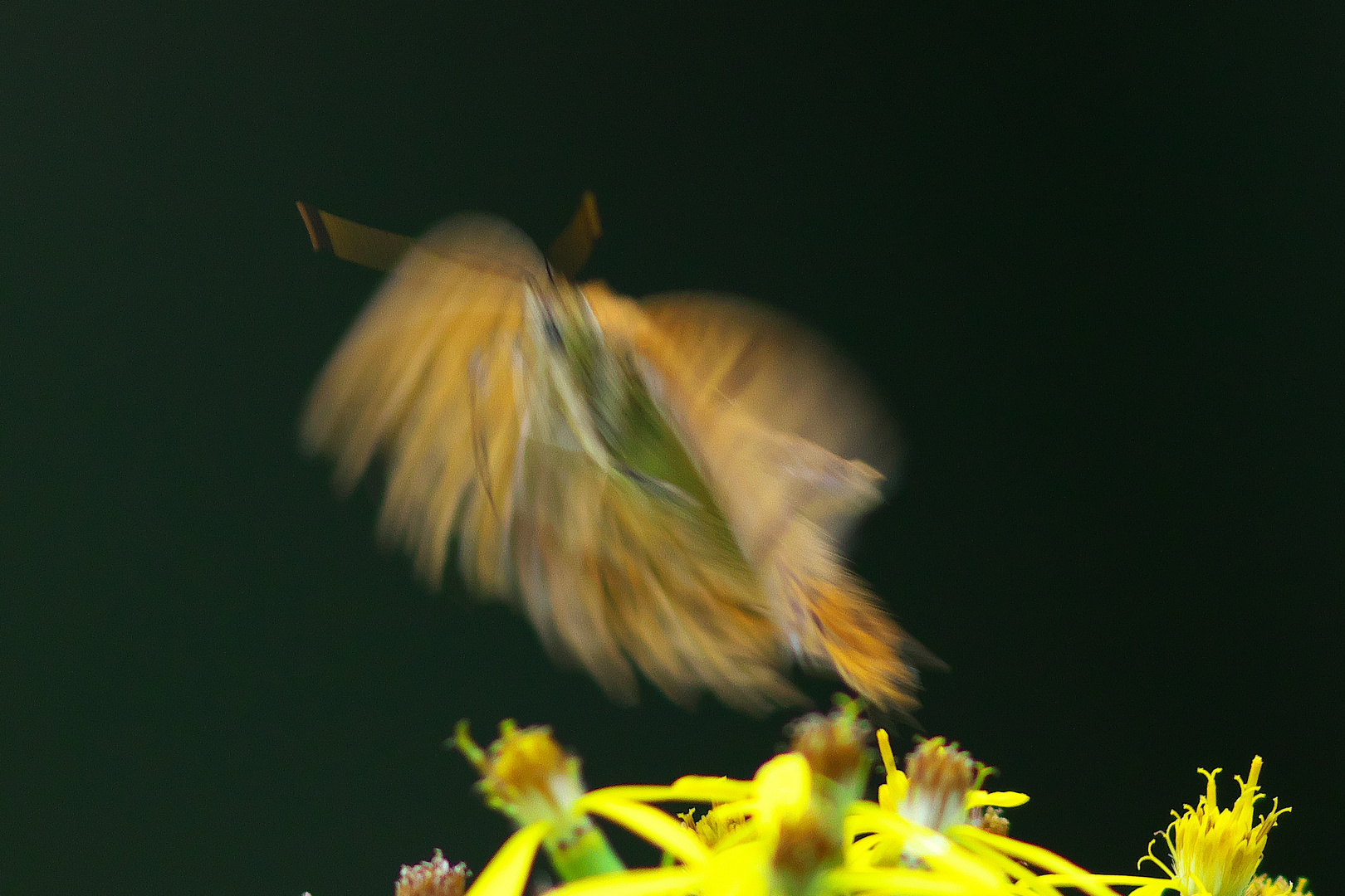 Mal ein kreatives Bild von einem Schmetterling .