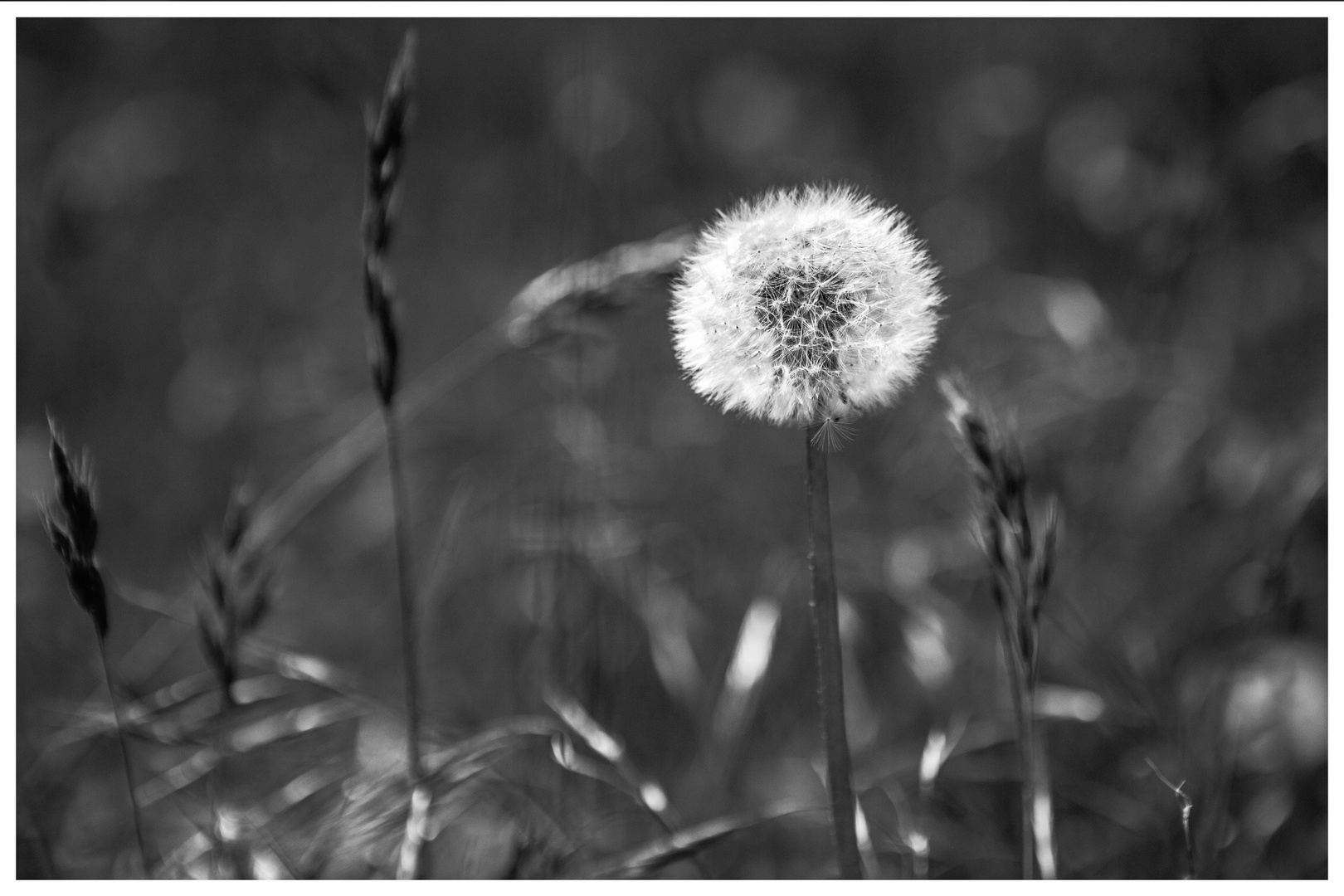 Mal ein monochromes Blümchen...