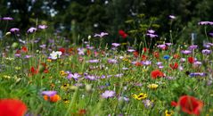 mal ein paar Sommerblumen sehen?