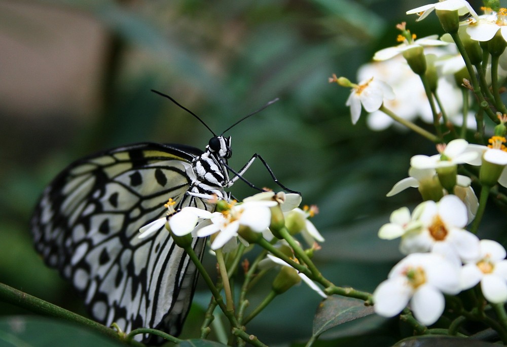 Mal ein Schmetterling