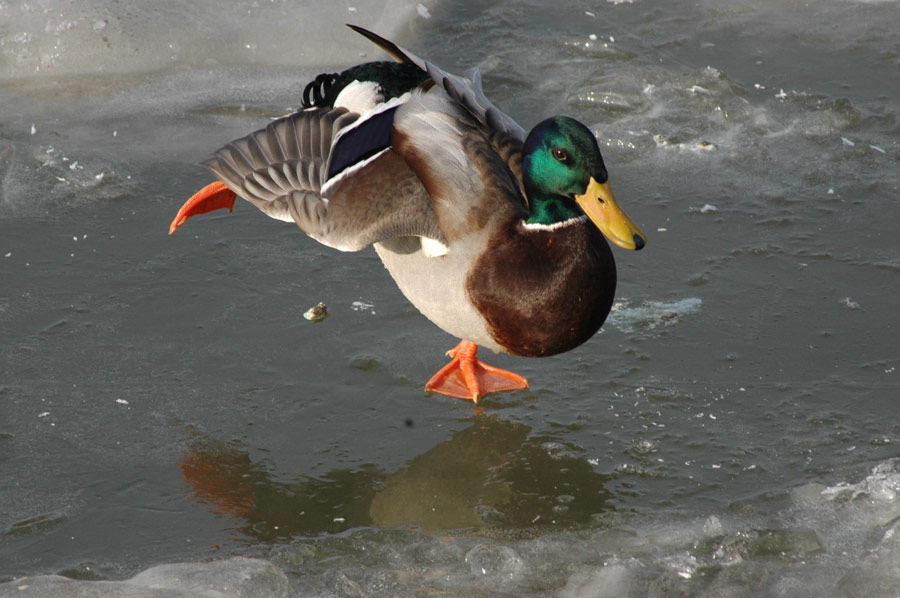 mal ein tänzchen