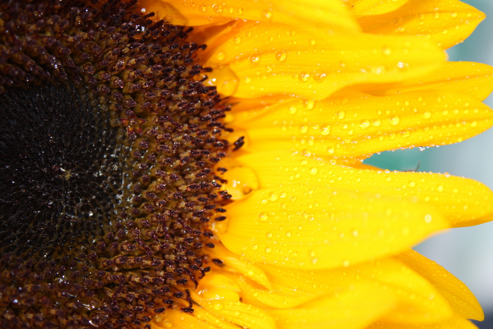 Mal eine andere Ansicht einer Sonnenblume