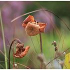 Mal eine andere Blüte... 2 Wochen später