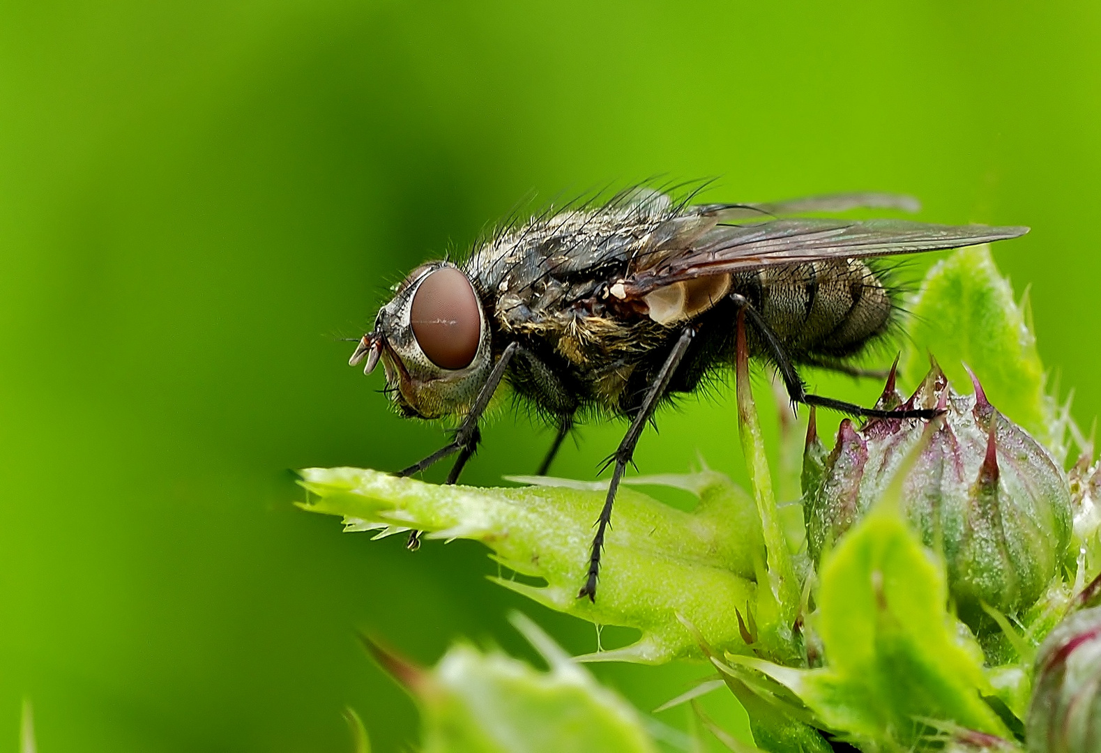 Mal eine Fliege !