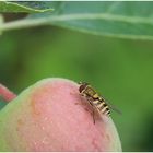 Mal eine Gemeine Garten-Schwebfliege