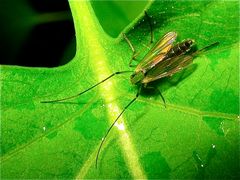 Mal eine grüne Zuckmücke (Fam. Chironomidae) die gibt's offensichtlich auch . . .