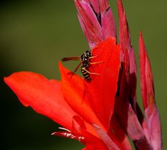 Mal eine in Rot!!