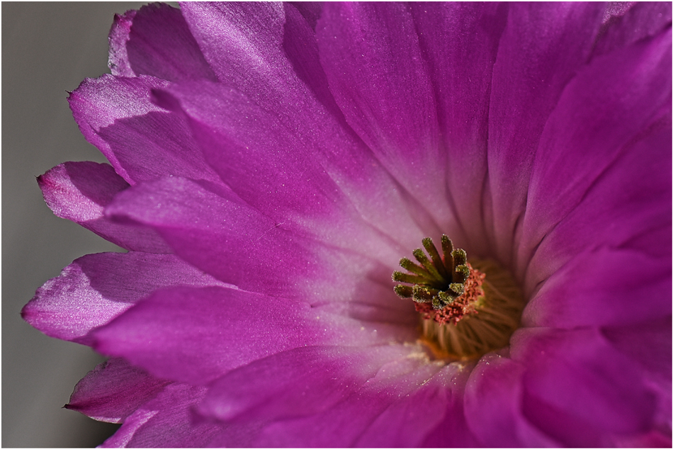 mal eine Kaktusblüte zum Mittwoch