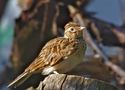 Mal eine kurze Pause beim Abendgesang machen... by FMW51 