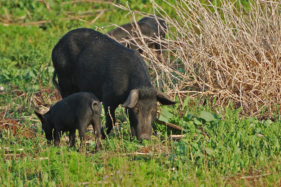 Mal eine wilde Schweinerei…