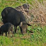 Mal eine wilde Schweinerei…