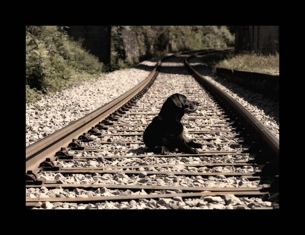 mal einen Hund fotografiert