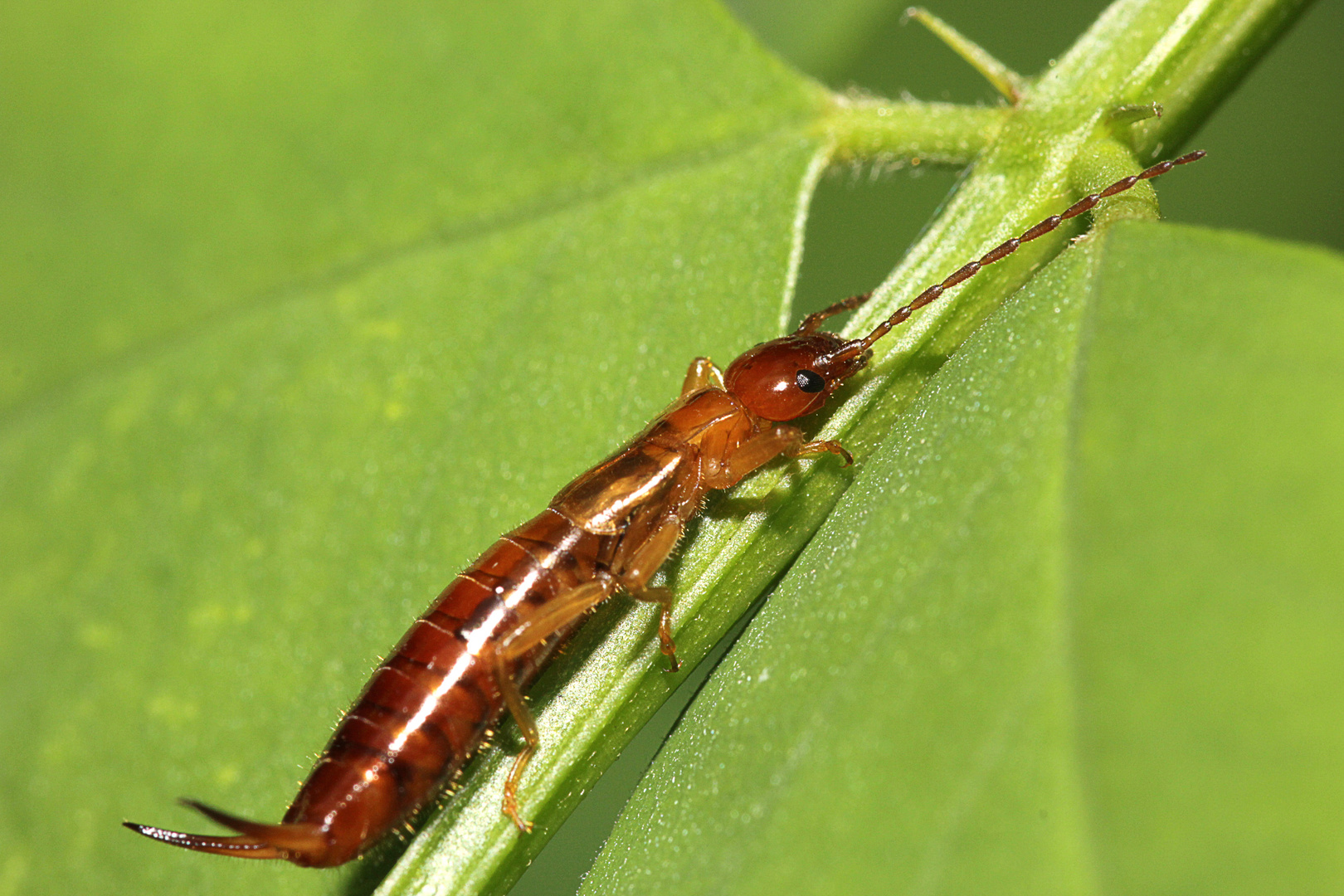 Mal Einen Ohrenkneifer Foto Bild Tiere Wildlife Insekten Bilder Auf Fotocommunity