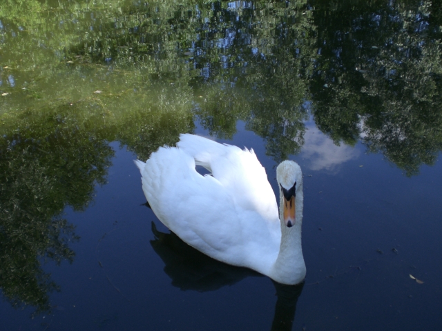 mal einen Schwan