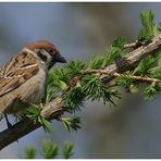 Mal einen Spatz...