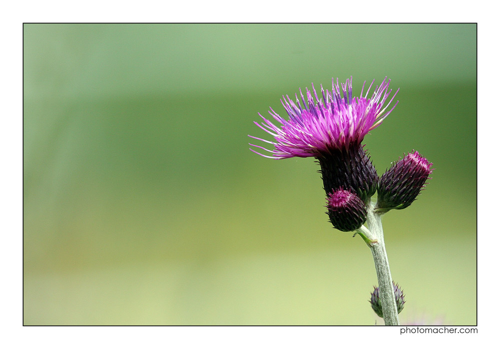 Mal einfach ne Blume.....