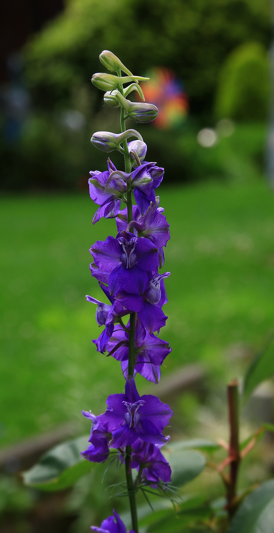 Mal etwas aus dem Garten