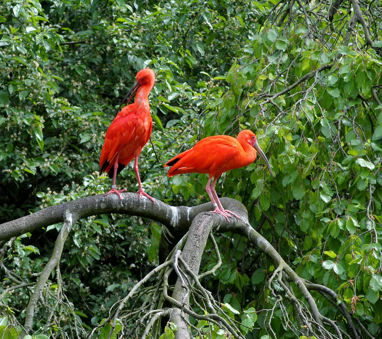 Mal etwas Farbe - Rote Sichler