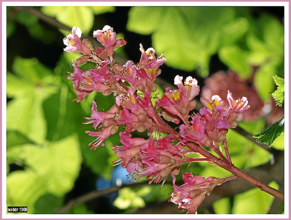 mal etwas rotes passt zum rotwein wenn die knospen reinfallen