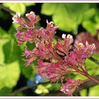 mal etwas rotes passt zum rotwein wenn die knospen reinfallen