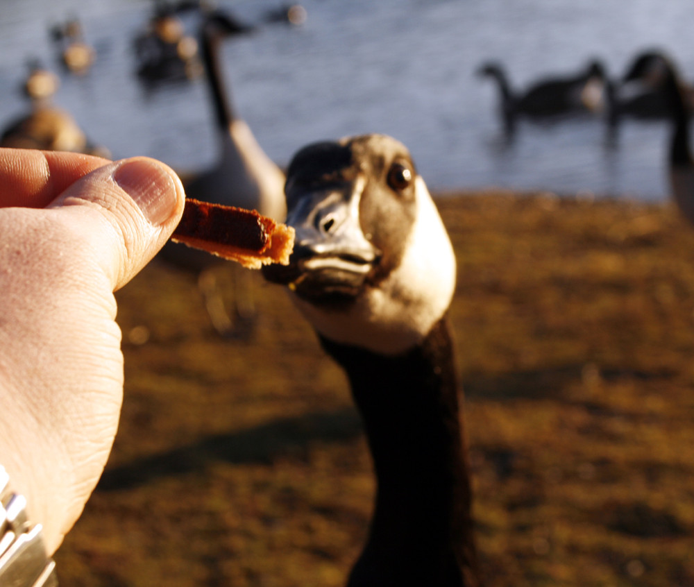 Mal " Gans " im vertrauen........