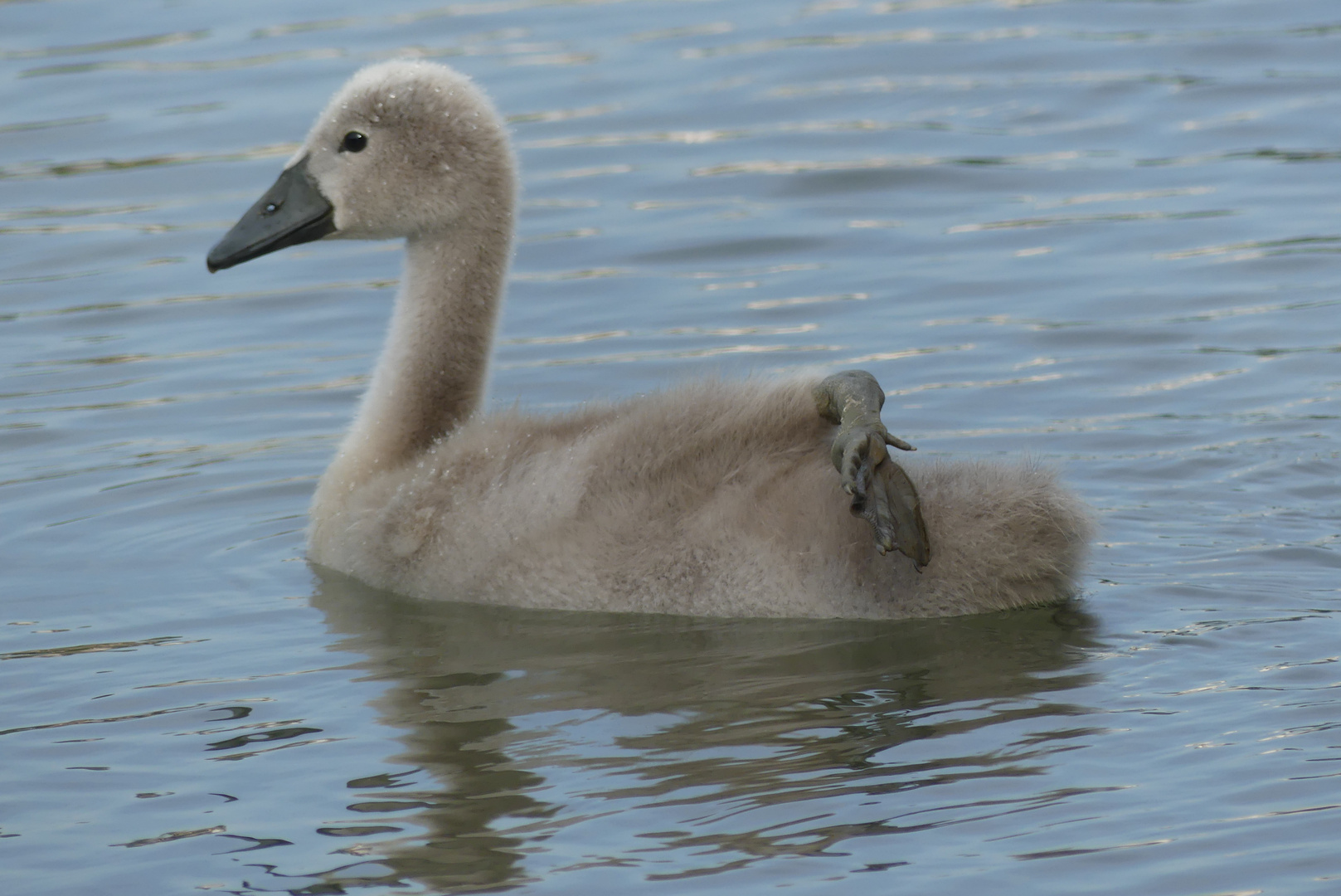 Mal ganz bequem die Flosse hoch