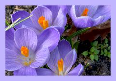 Mal ganz ehrlich - wer nimmt nicht die eigenen Blumen im Garten als Motiv?