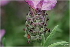 Mal genauer hinschauen 