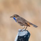 Mal gucken - Blaukehlchen