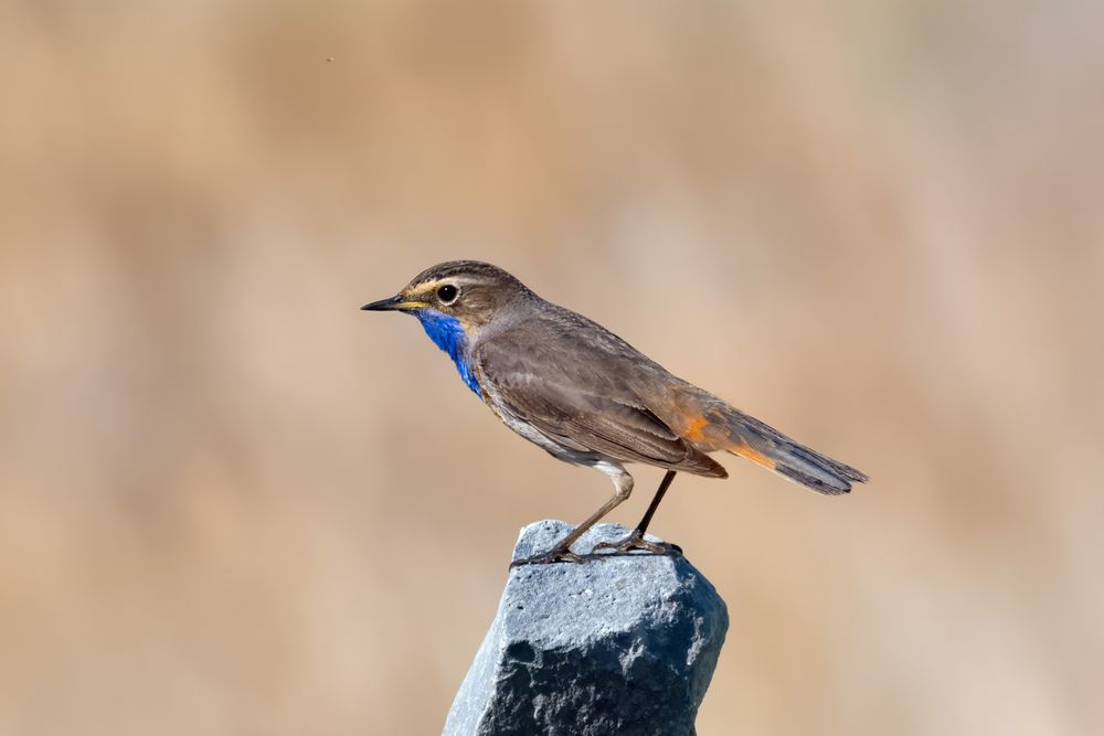 Mal gucken - Blaukehlchen