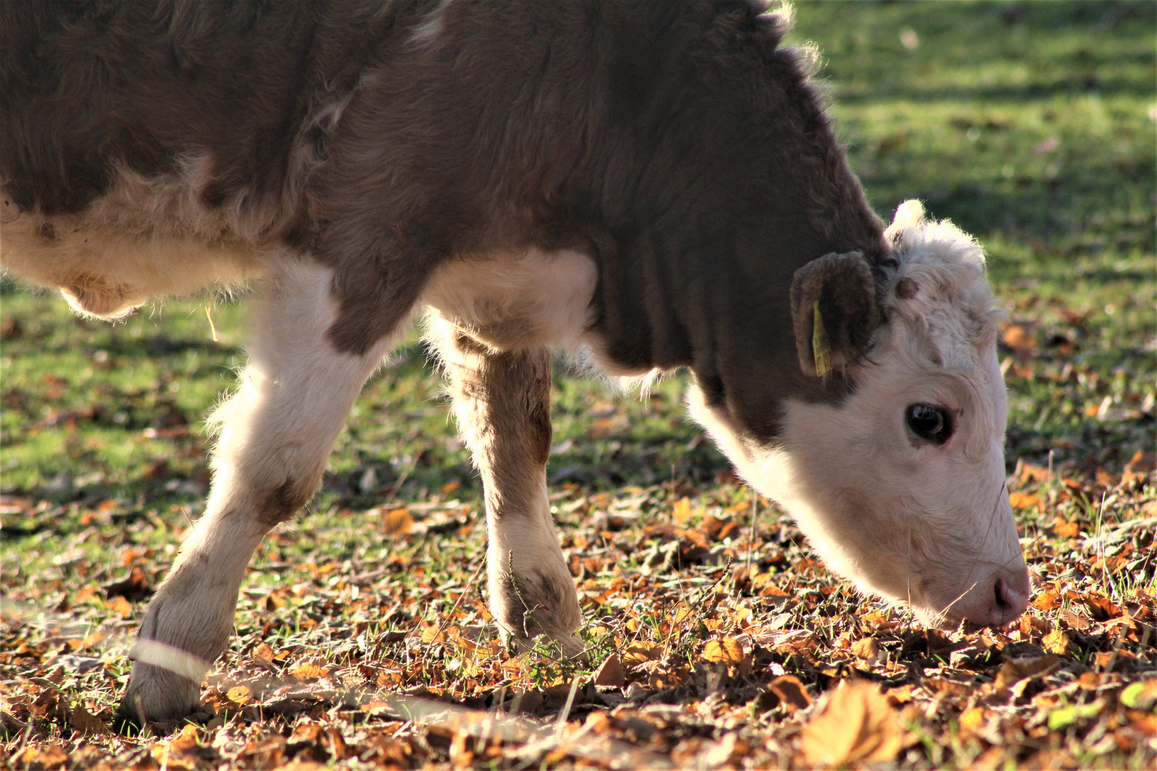 mal gucken ob sich hier was findet dachte der kleine Stier 