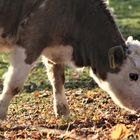 mal gucken ob sich hier was findet dachte der kleine Stier 