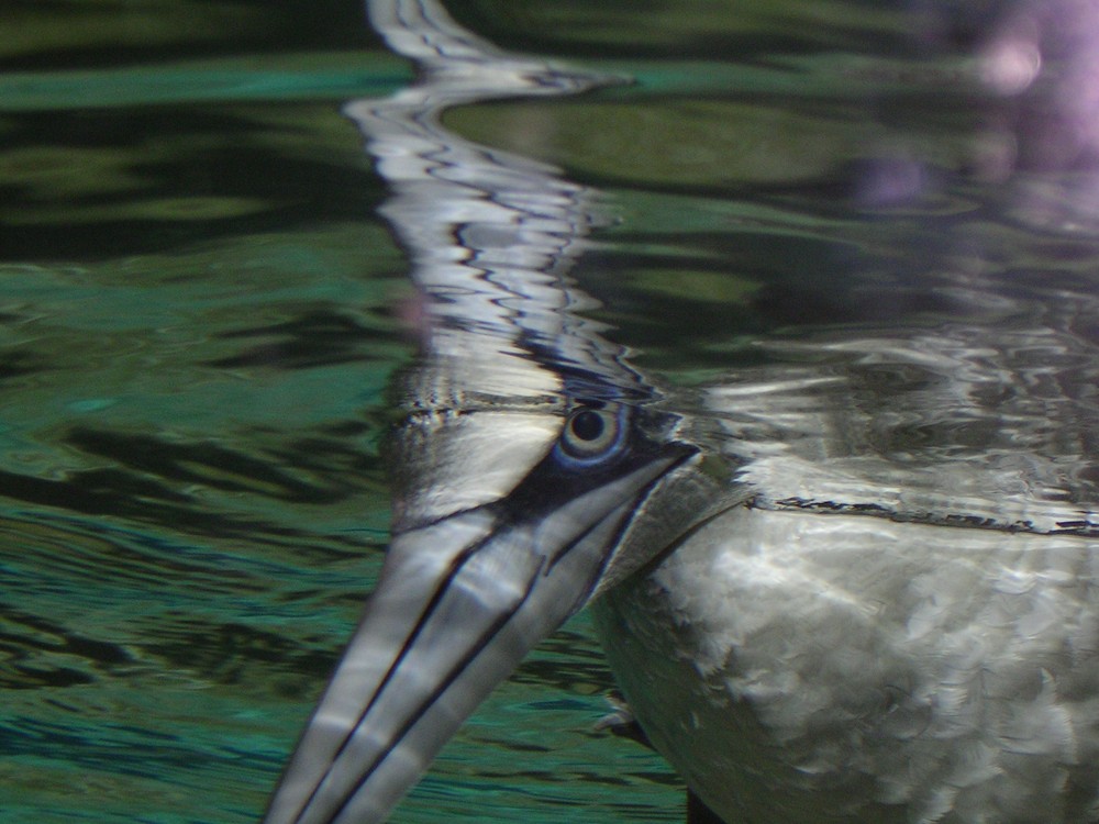 Mal gucken, was unter Wasser los ist !