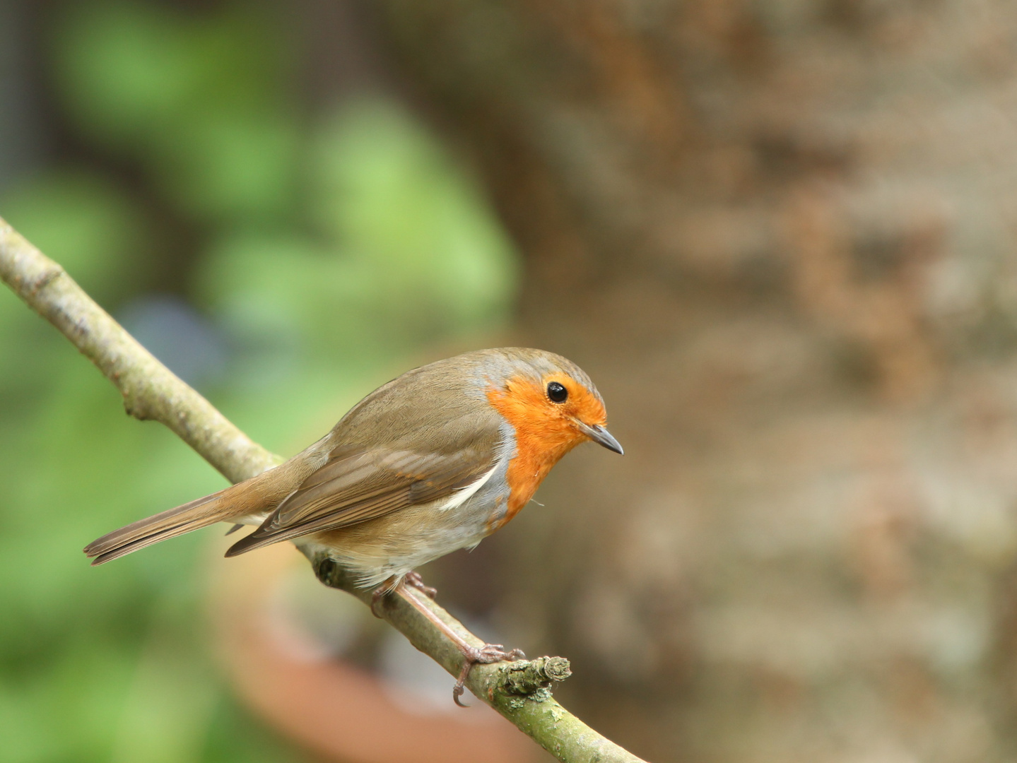 Mal gucken, wer da guckt .. Foto & Bild tiere, wildlife, wild lebende vögel Bilder auf
