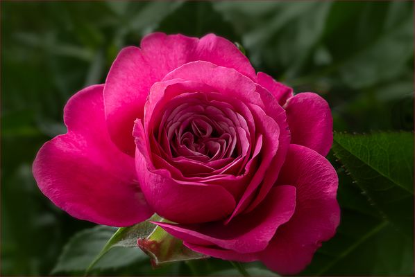 Mal heißen sie Zwergrosen - mal Patiorosen....