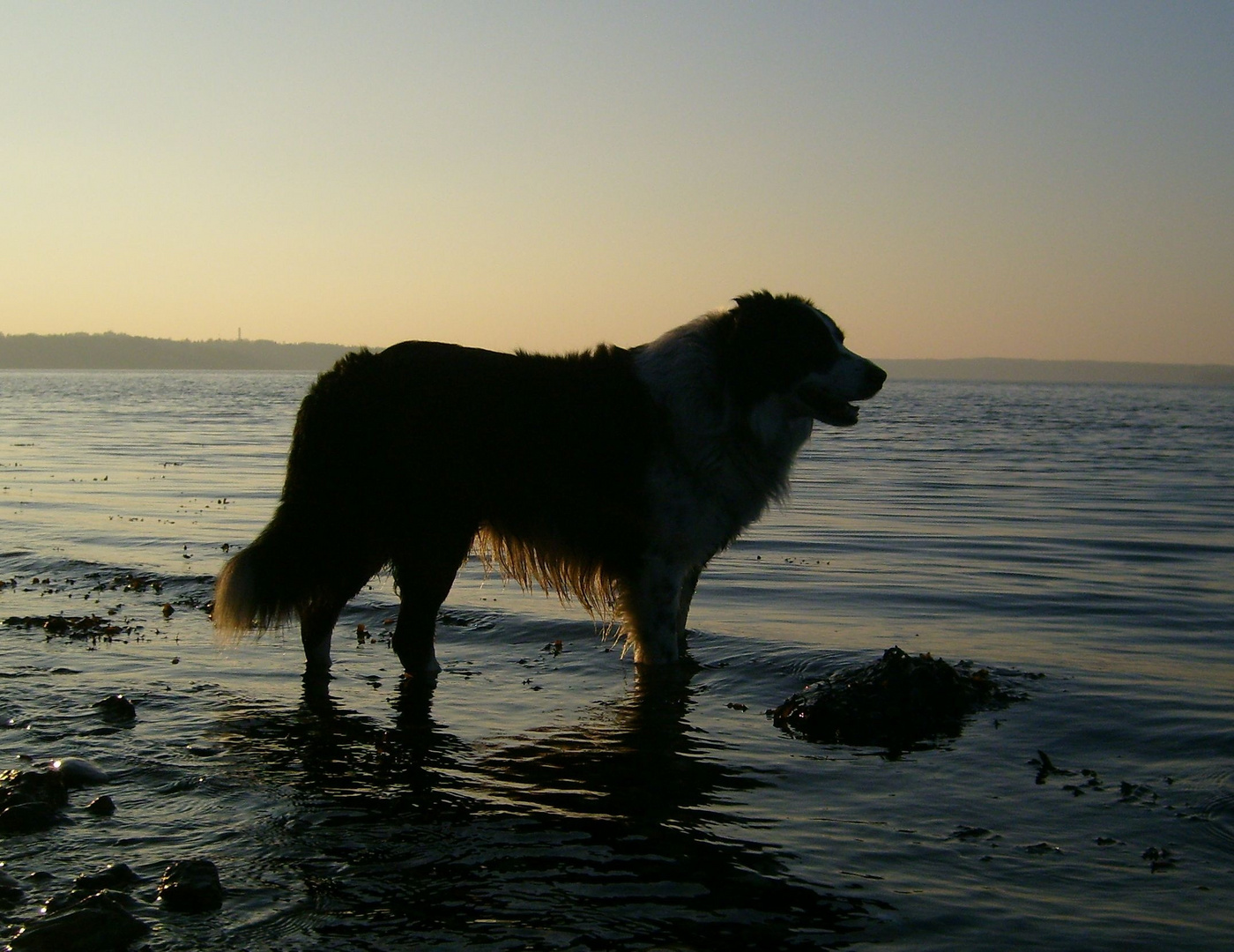 Mal Hüte- und mal Seehund