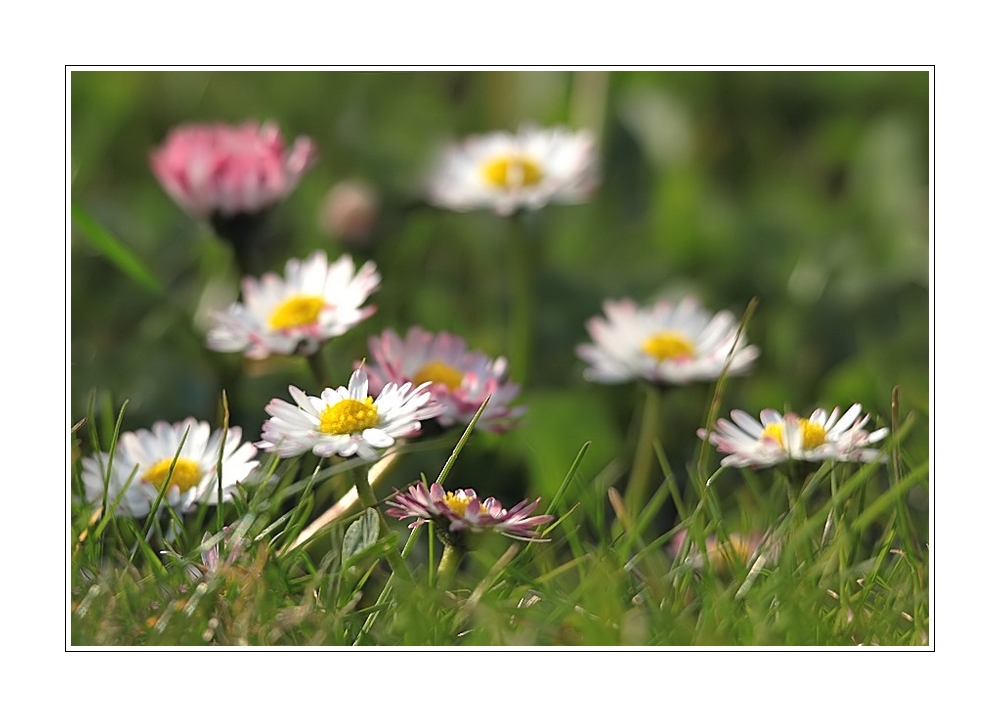 mal im Gras liegen