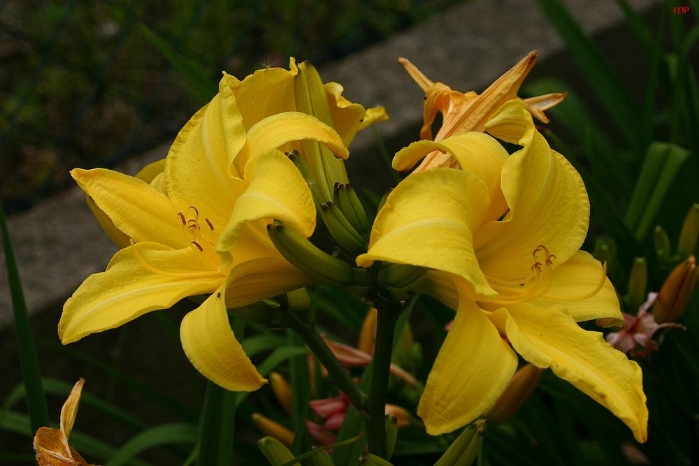 mal Lilien, statt Rosen