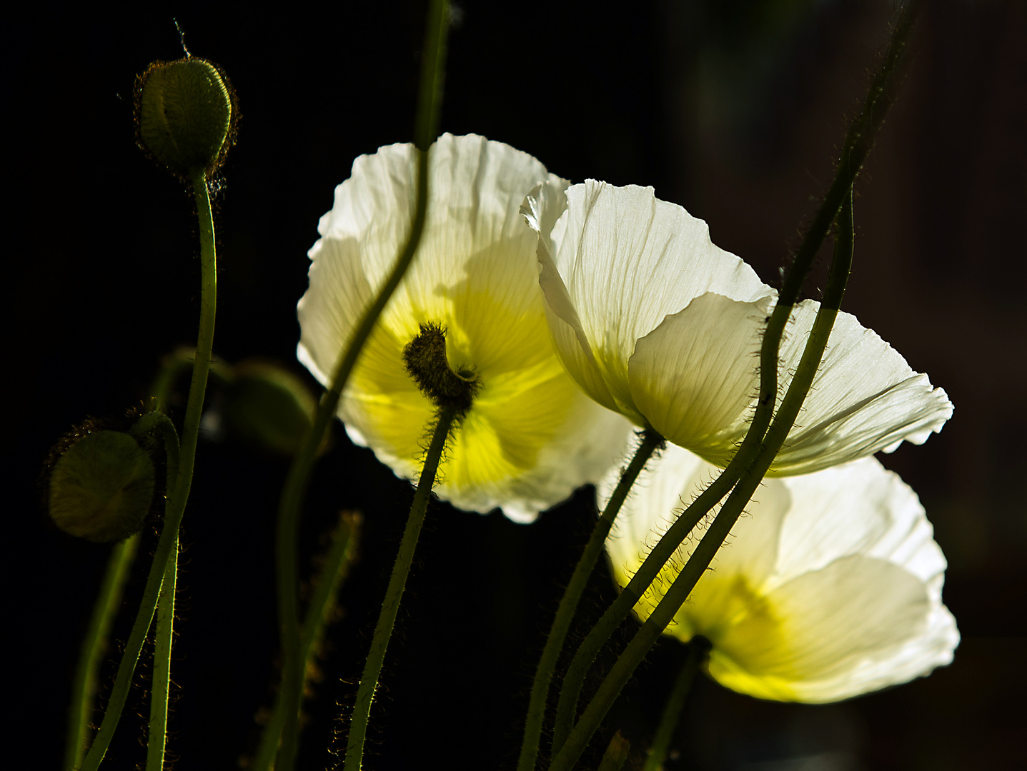 mal mit Gegenlicht