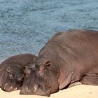 Mal mit Mama am Strand