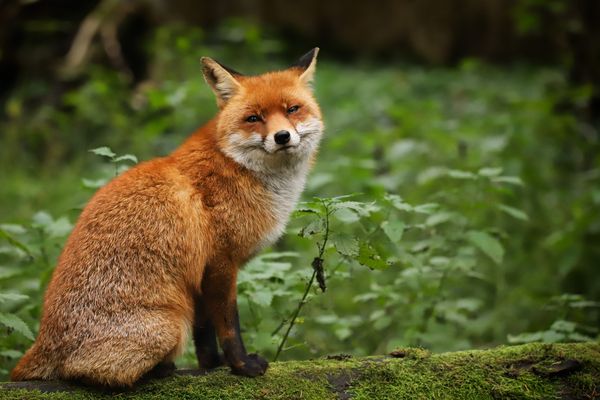 Mal n bißchen frech in die Kamera lunsen.....