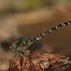 Mal 'n bißchen Sommer: Männchen der Kleinen Zangenlibelle (Onychogomphus forcipatus)