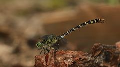 Mal 'n bißchen Sommer: Männchen der Kleinen Zangenlibelle (Onychogomphus forcipatus)