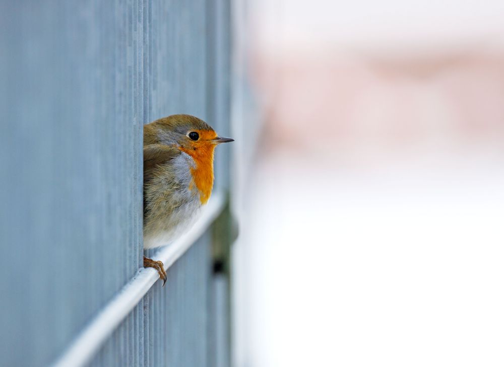 Mal nach dem Rechten sehen Foto & Bild fotos, natur, tiere Bilder auf