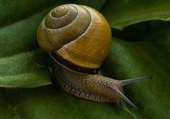 "Mal ne andere Schnecke..."