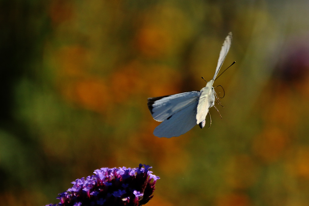 mal ´ne Kurve fliegen